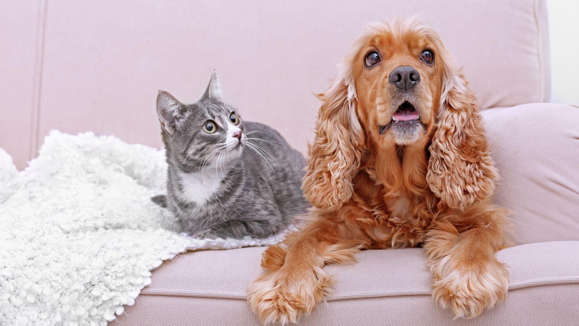 Small dogs can be the ultimate companions for apartment dwellers or those looking for a furry friend to snuggle with. Take this quiz to discover which small breed would best fit your living situation and lifestyle!