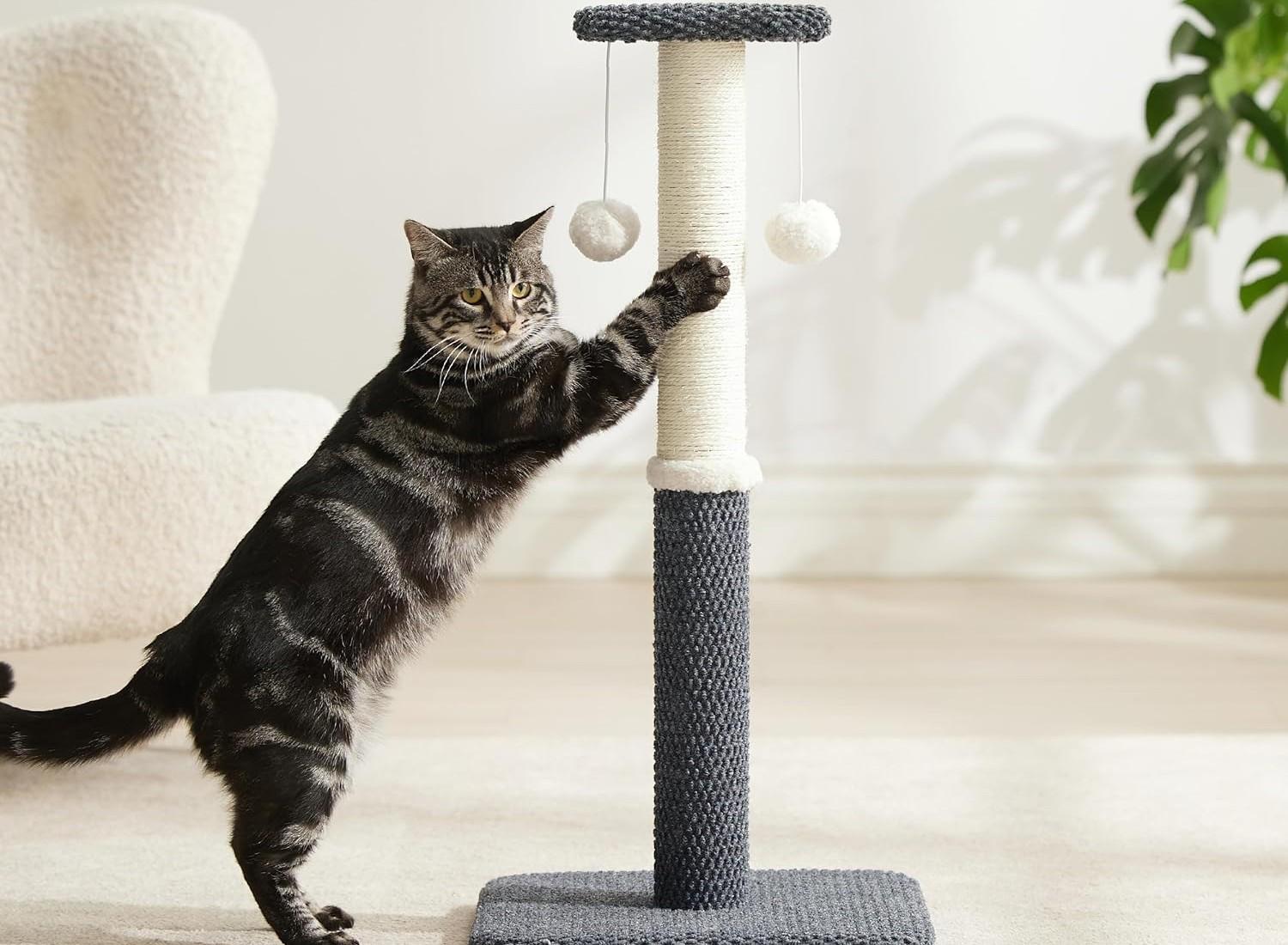Is your cat in need of a new scratching post? Take this quiz to discover the ideal match for their playful personality and your home decor!