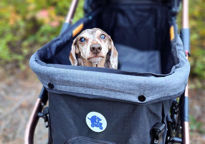 Discover the ideal stroller for your Dachshund with just a few simple questions! Let's find the best fit for your furry friend based on your lifestyle and preferences.