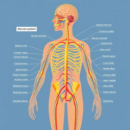 A detailed and educational illustration of the human nervous system, showcasing the central and peripheral nervous systems