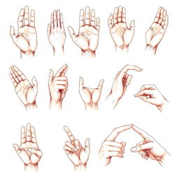 Realistic illustrations of hands in various positions, showcasing intricate details