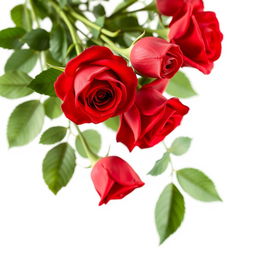 A stunning side view of bright red roses in full bloom, delicately captured against a pristine white background