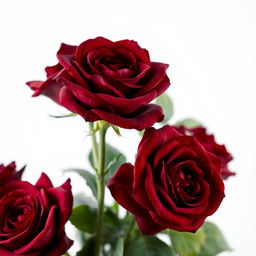 A captivating side view of deep red roses, showcasing their lush blooms against a stark white background