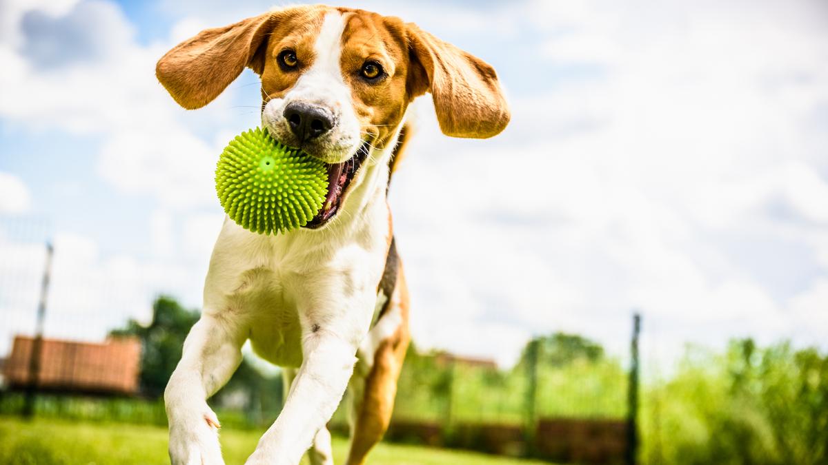 Secure your furry friend's free-roaming adventures with the perfect dog fence solution! Answer a few questions to discover whether a wireless or wired electric dog fence fits your lifestyle best.