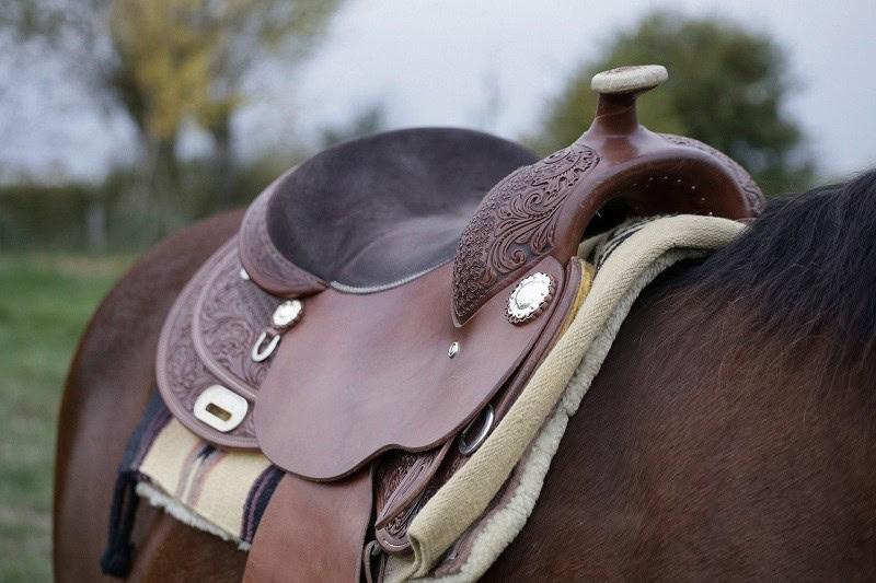 Whether you're a seasoned equestrian or just starting, choosing the right saddle is crucial for comfort and performance. Take this quiz to discover the saddle that best fits your needs!