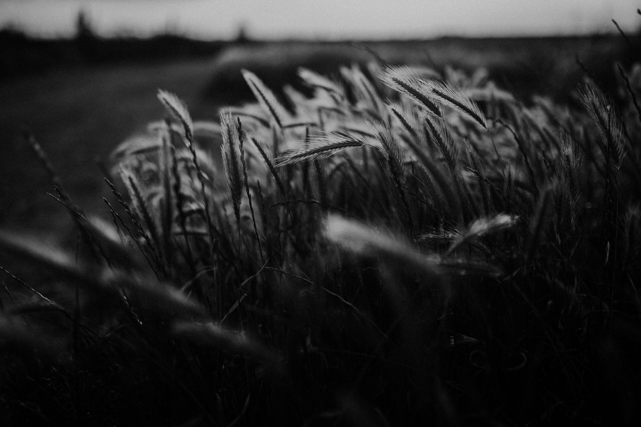 Unlock the future of farming! Take this quiz to find the best crop monitoring software tailored just for you, and embrace smarter farming today!
