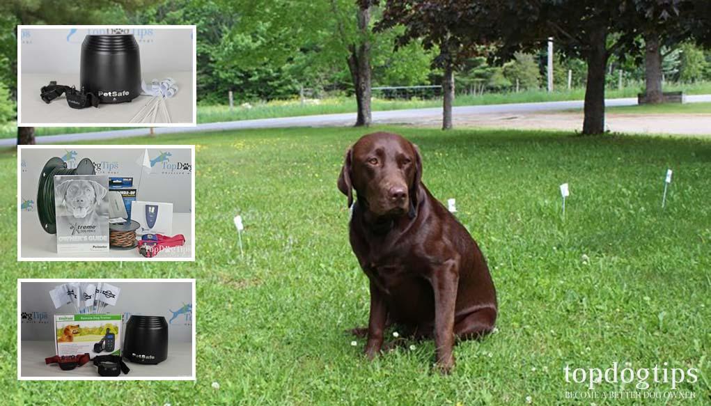 Wondering which invisible dog fence is right for your furry friend? Take our quiz to discover the best fit for your needs!