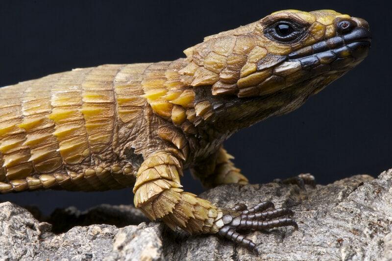 Choosing the right online store for your reptilian friend can be tricky! Take this quiz to find the perfect vendor based on your needs and lifestyle.