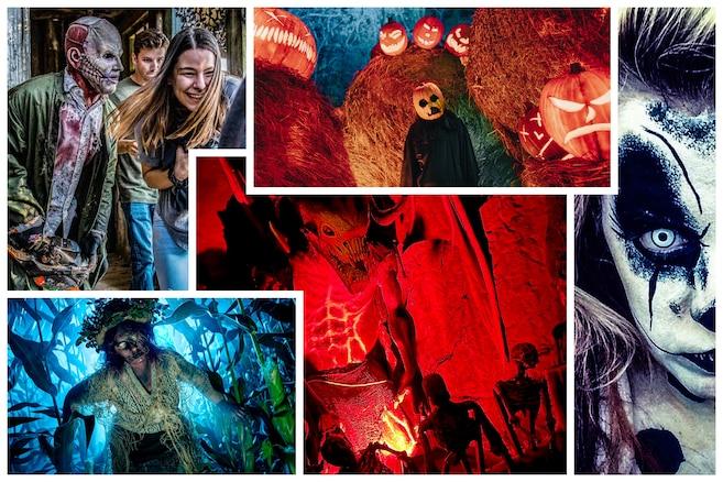 Dive into a spine-chilling world of haunted houses! Whether you're a timid newcomer or a seasoned horror veteran, this quiz will guide you to the ultimate scare ride for this spooky season.