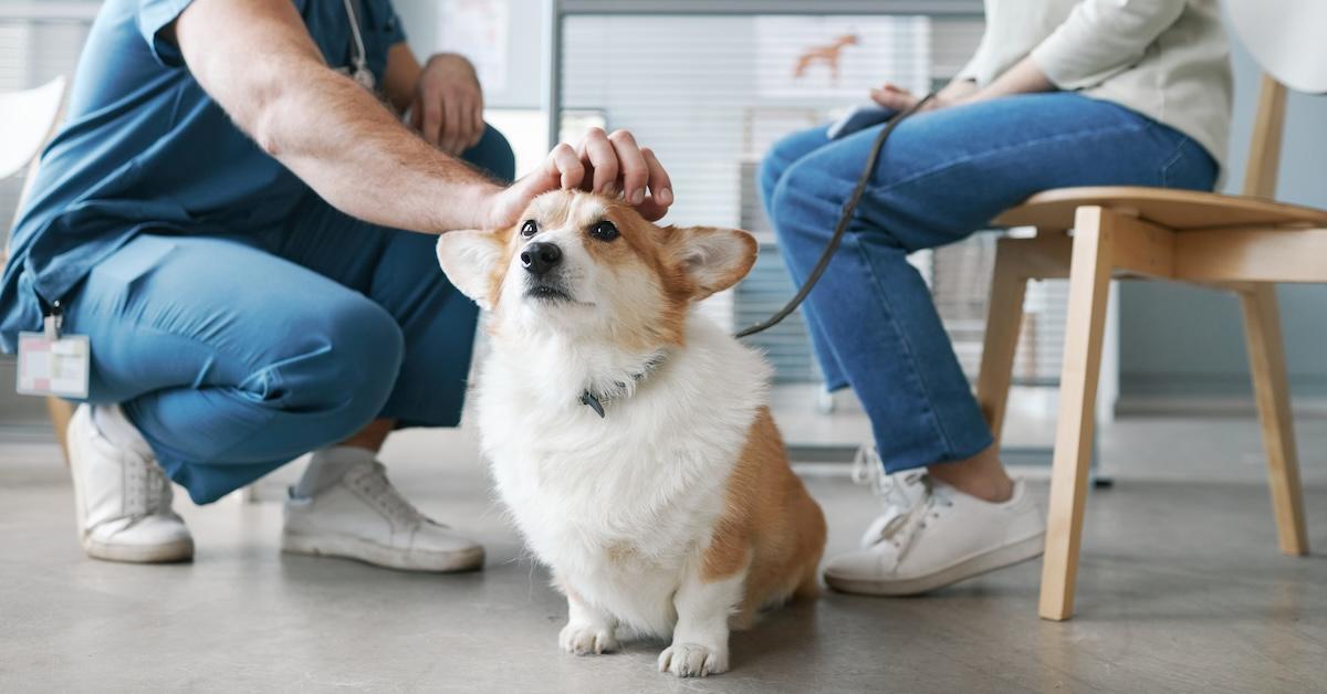 Choosing the right pet insurance for your furry friend can be a daunting task! Take this quiz to discover which of the top-rated pet insurance plans suits your needs best!