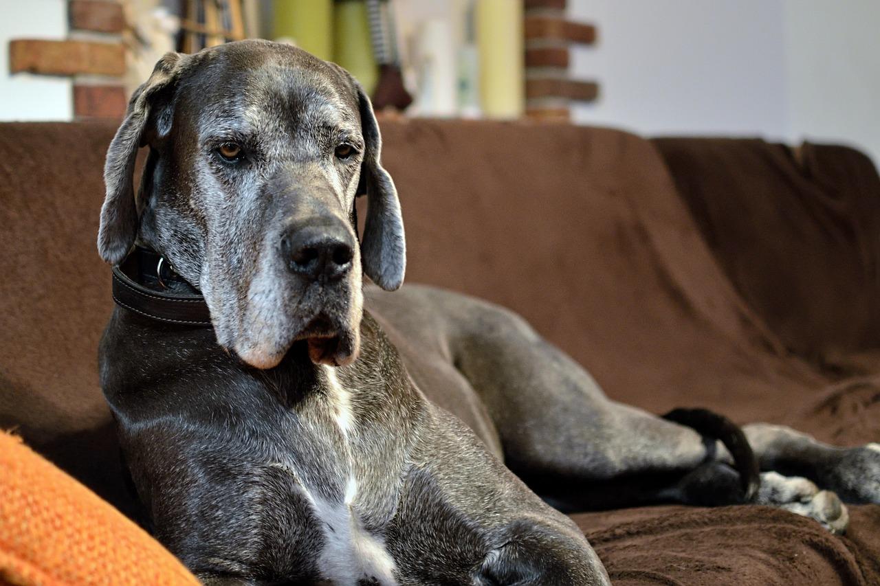 Take this quiz to discover the best dog bed that matches your Great Dane's unique needs and sleeping style!