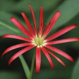 A beautiful, vibrant spider lily. The delicate petals radiate from the center like spindly legs, showcasing its intricate patterns and rich red color under clear, shimmering daylight.