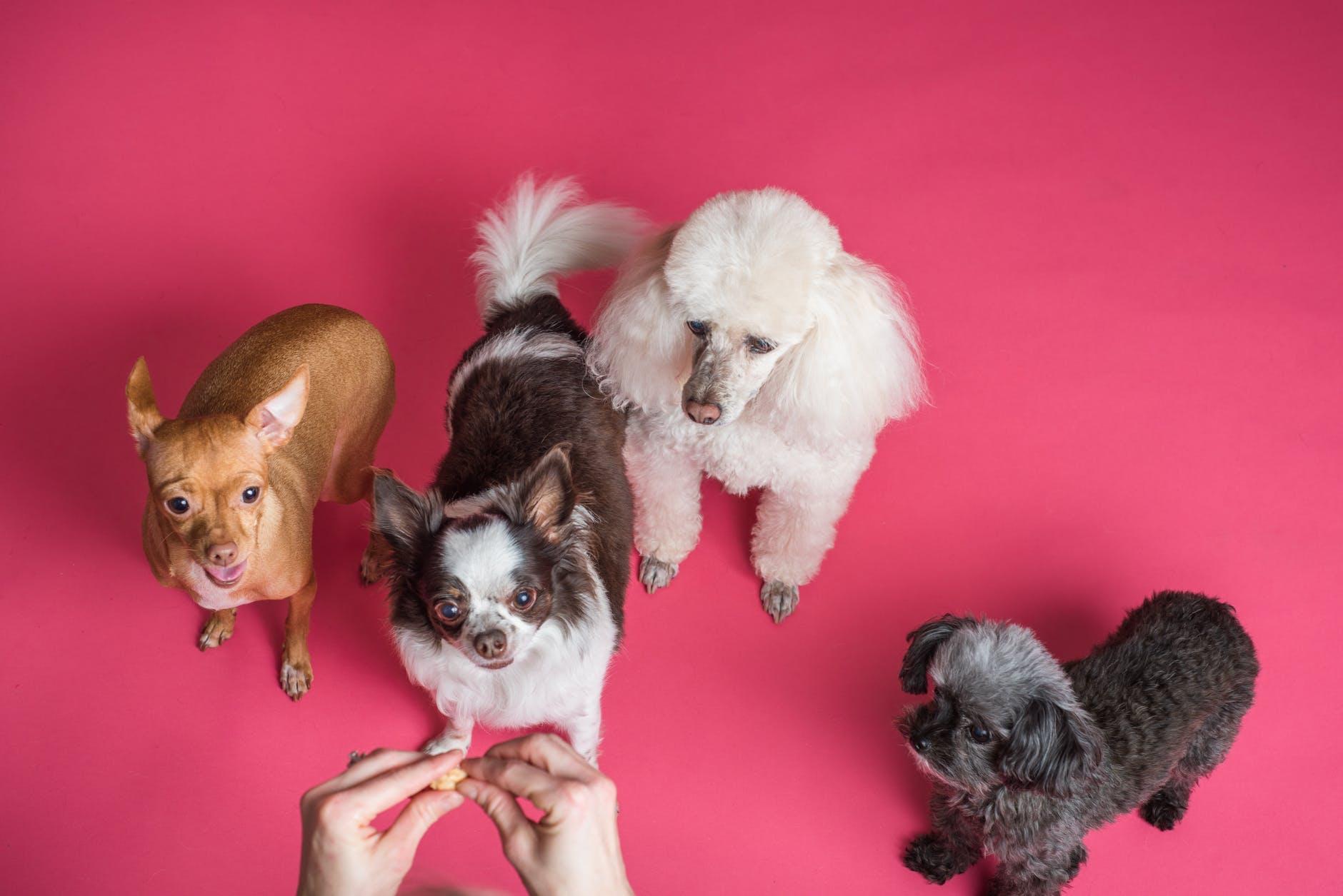 Worried about your dog's kidney health? Take this quiz to discover the perfect low protein treat options tailored to your furry friend's needs!