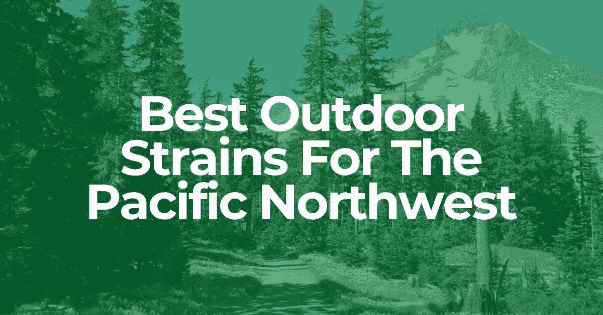 The Pacific Northwest has its unique challenges for growing cannabis outdoors. Take this quiz to discover which strain suits your growing style and climate needs best!