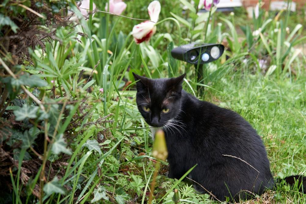 The best cat repellent sales