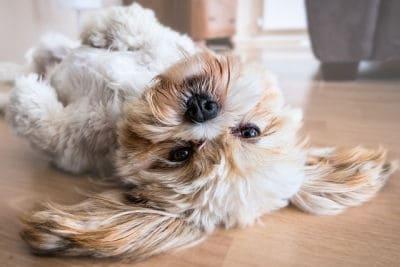 Are you ready to jump into the exciting world of pet affiliate marketing? Take this quiz to find out which pet product affiliate program best suits you and your furry friends!