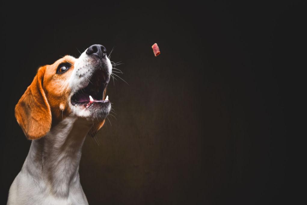 Every dog deserves a tasty and healthy treat! Take this quiz to discover the perfect dog treat that your furry friend will love—and that you can feel good about giving them.