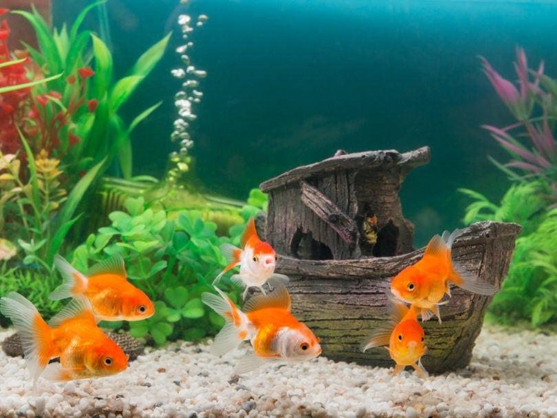 Not sure which filter will keep your goldfish tank clean and thriving? Take this quiz to discover the best filter for your needs!