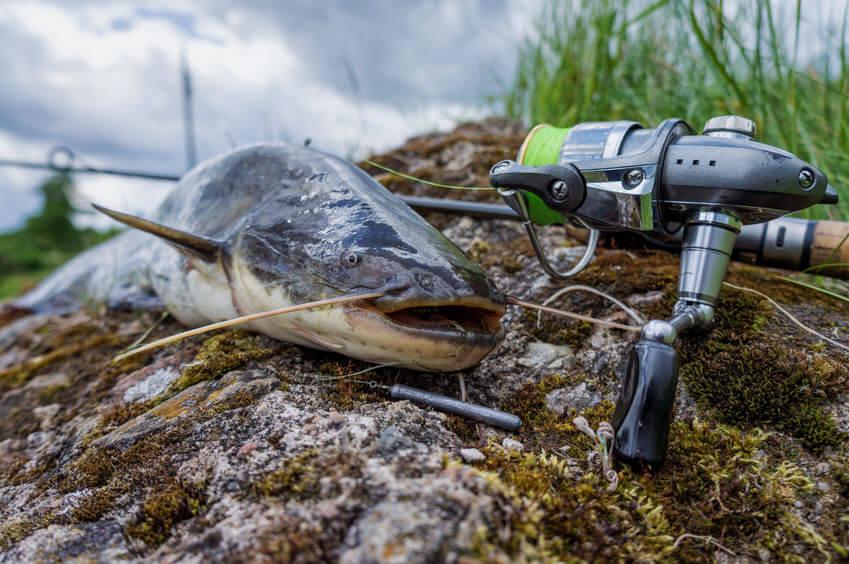 Are you ready to elevate your catfishing game? Take this quiz to discover the perfect rod and reel combo that matches your fishing style and preference!