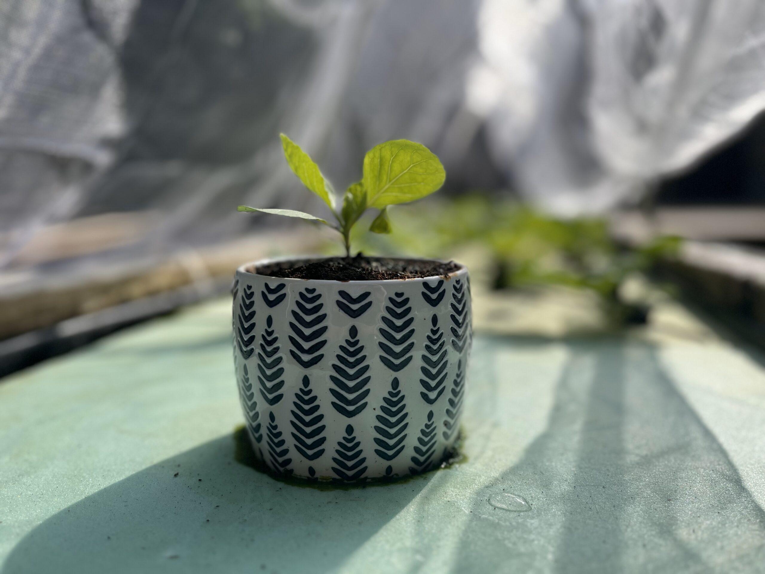 Dive into the world of hydroponics with our fun quiz and discover which floating system will grow your green thumb!