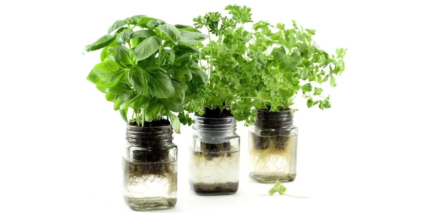 Dive into the world of hydroponics and discover which growing system is perfect for your herb garden!