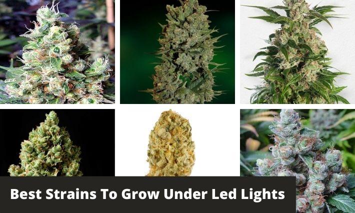 Choosing the right cannabis strain for your LED grow operation can make all the difference. Take this quiz to find the ideal strain that fits your preferences and growing style!