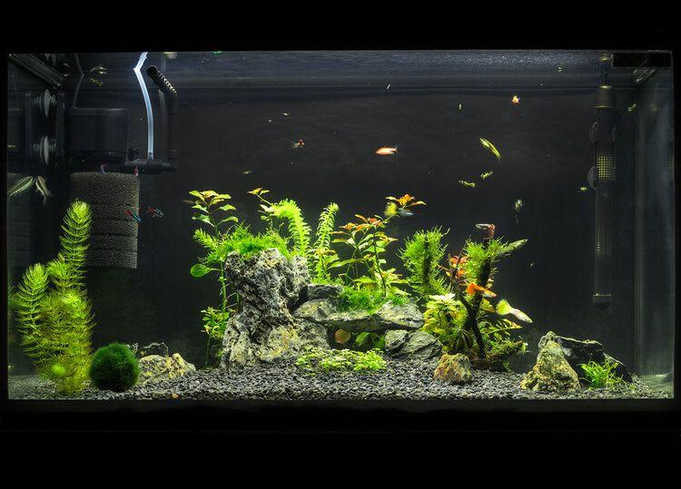 Discover the ideal aquarium filter for your needs with this fun quiz! Answer a few simple questions and let us guide you to the best filter for your fish tank in 2024.