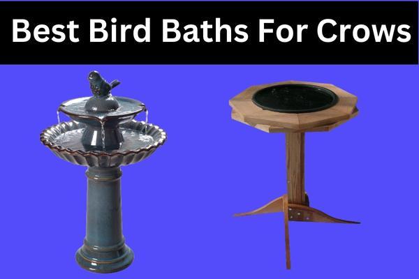 Crows are intelligent and fun to watch! This quiz will help you discover which bird bath is perfect for attracting these fascinating birds to your yard.