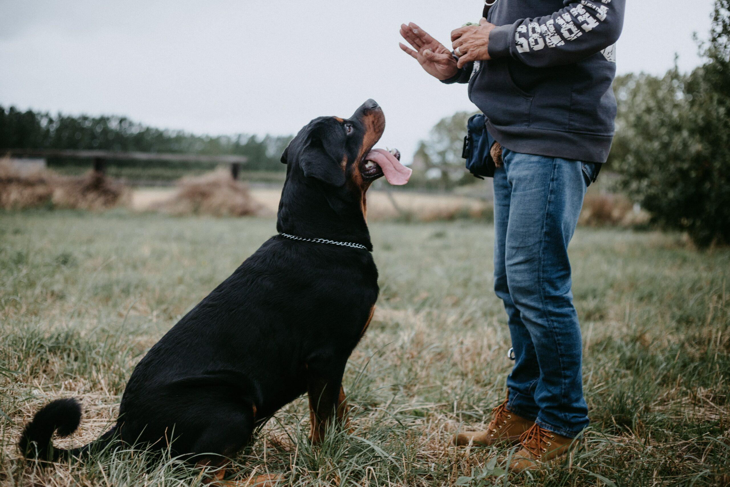 Discover the perfect dog food that will not only prevent flatulence but also ensure your furry friend enjoys balanced nutrition!