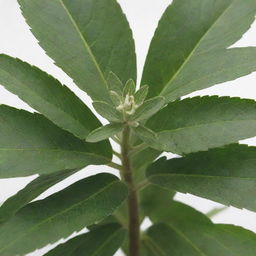 Detail-oriented representation of fresh yerba plant.