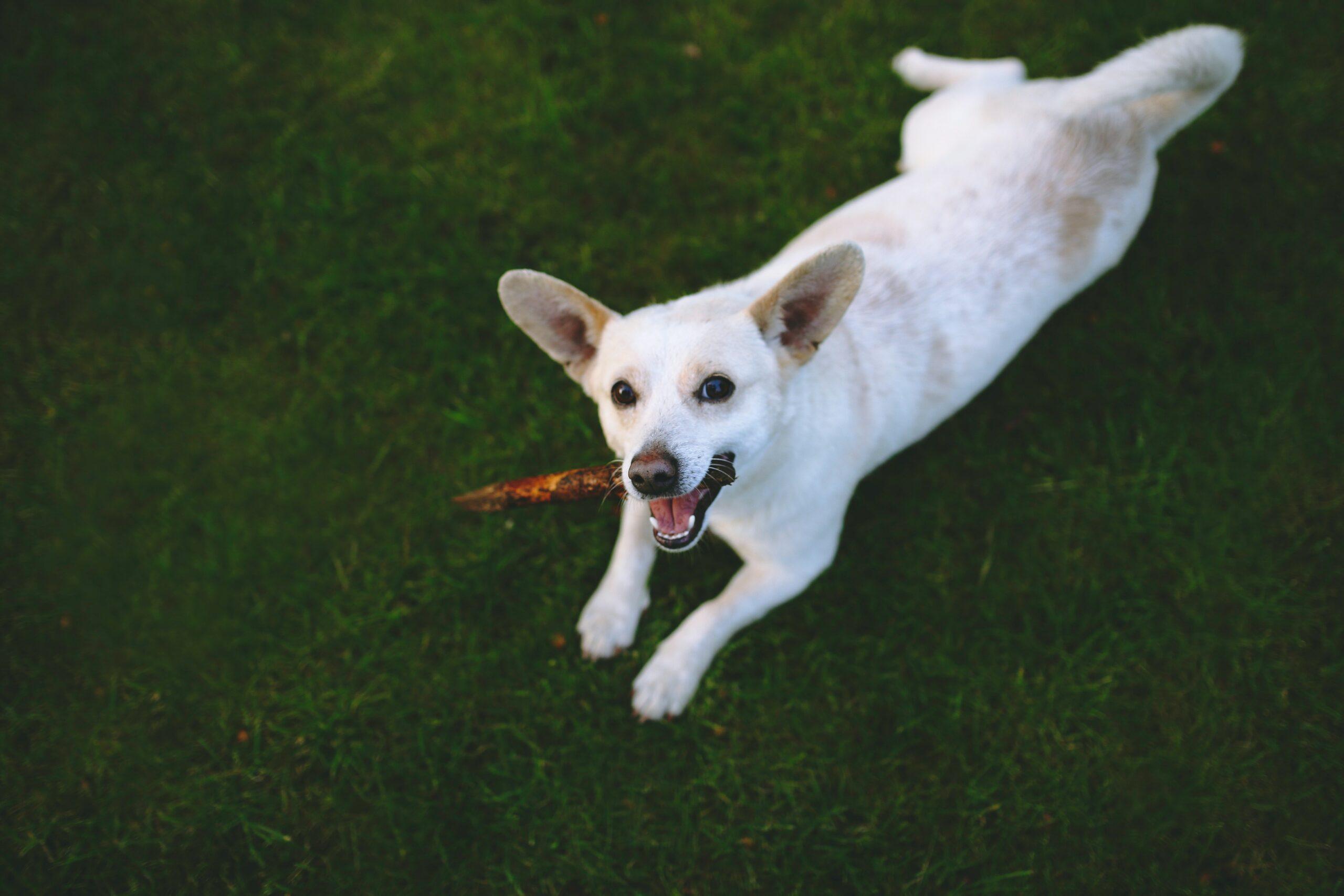 Take this fun quiz to discover the ideal chew toy that will keep your dog entertained and improve their dental health. Let's make chew time the best time!