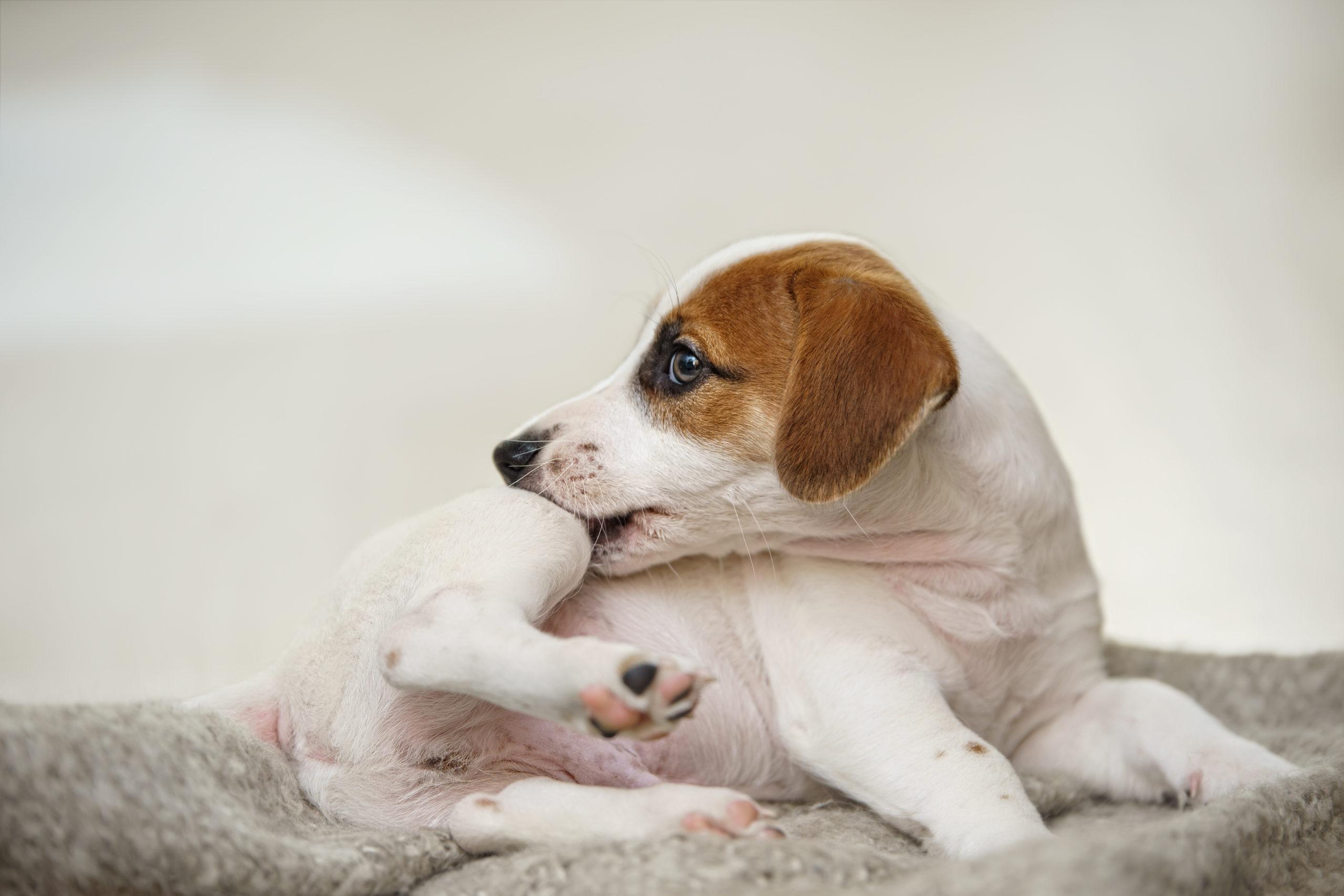 Is your dog suffering from annoying skin allergies? Take this quiz to find the perfect supplement tailored for your pup's needs!