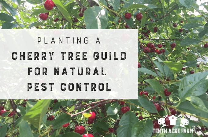 Dive into the world of permaculture and discover the ideal plants to enhance your cherry trees and ensure a thriving garden ecosystem!