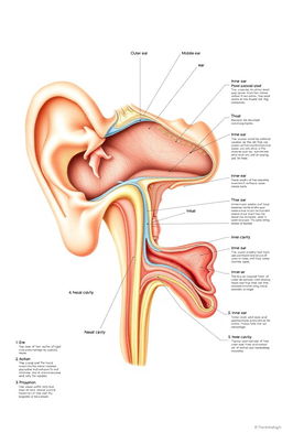 A detailed illustration of the anatomy of the human ear, nose, and throat, showcasing the intricate structures such as the outer ear, middle ear, inner ear, nasal cavity, and the throat with labels for each part