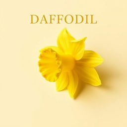 A vibrant daffodil flower gracefully displayed on a light cream background