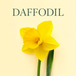 A vibrant daffodil flower gracefully displayed on a light cream background