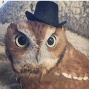 Owl lover's avatar