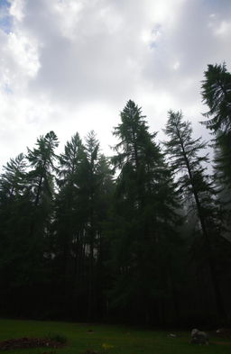 A serene forest scene under a cloudy sky, with tall, lush green trees swaying gently in the breeze