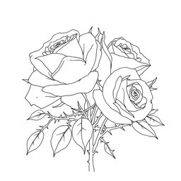 An elegant outline drawing of roses surrounded by thorns, capturing the beauty and contrast of the delicate flowers and the sharp, intricate thorns