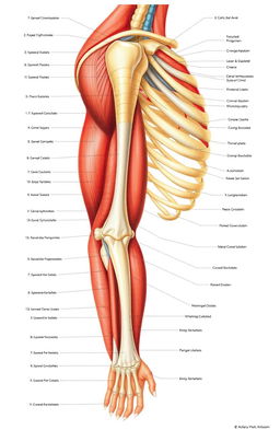 A detailed anatomical illustration of the upper limb, showcasing the human arm, shoulder, and hand with labeled muscles, bones, tendons, and nerves