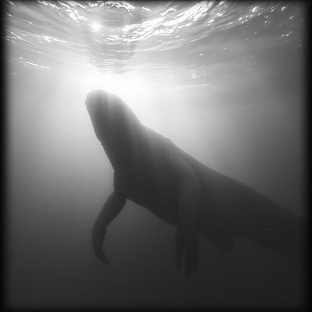 A grainy black and white photo depicting a sea monster lurking beneath the ocean's surface