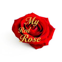 A stunning, vibrant red rose positioned prominently in the center of the image, surrounded by a clean, bright white background