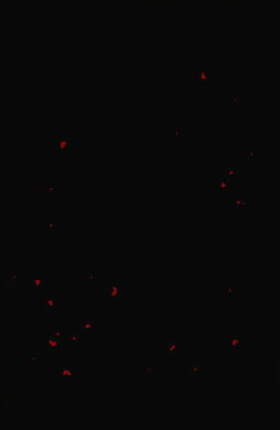 A deep black background that does not contain any white color, with subtle touches of red scattered throughout, creating a striking contrast