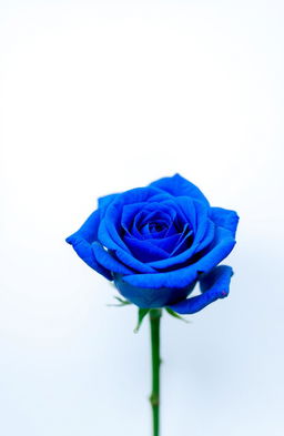 A single, vibrant blue rose with intricate petal details, placed elegantly in the center of a plain, soft-focus background that enhances the rose's beauty, showcasing its rich blue color and delicate texture