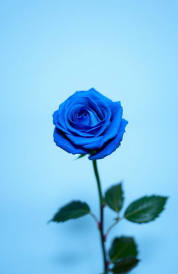 A single, vibrant blue rose with intricate petal details, placed elegantly in the center of a plain, soft-focus background that enhances the rose's beauty, showcasing its rich blue color and delicate texture