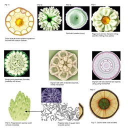 A highly detailed illustration showcasing a variety of plant cells with labeled figures: fig