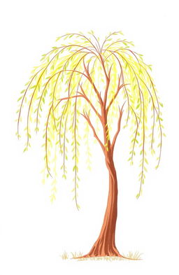 A simple drawn willow tree, featuring long, wispy branches that elegantly cascade down, creating a soft and serene atmosphere