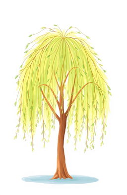 A simple drawn willow tree, featuring long, wispy branches that elegantly cascade down, creating a soft and serene atmosphere