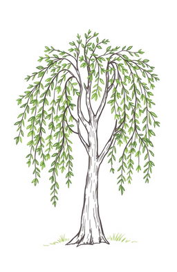 A simple hand-drawn illustration of a willow tree, featuring long, elegant branches that gracefully droop, adorned with lush, leafy foliage
