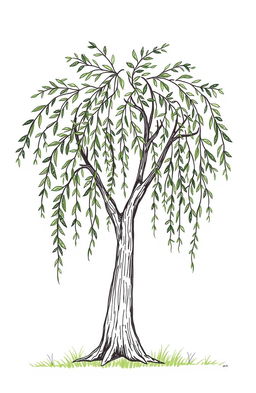 A simple hand-drawn illustration of a willow tree, featuring long, elegant branches that gracefully droop, adorned with lush, leafy foliage